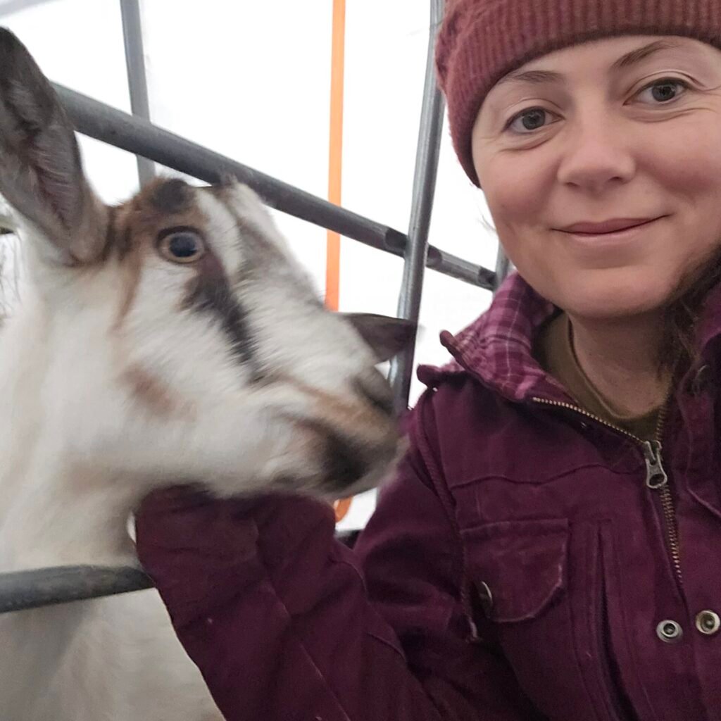 Smiling farmer with an Alpine dairy goat at Machias River Farms