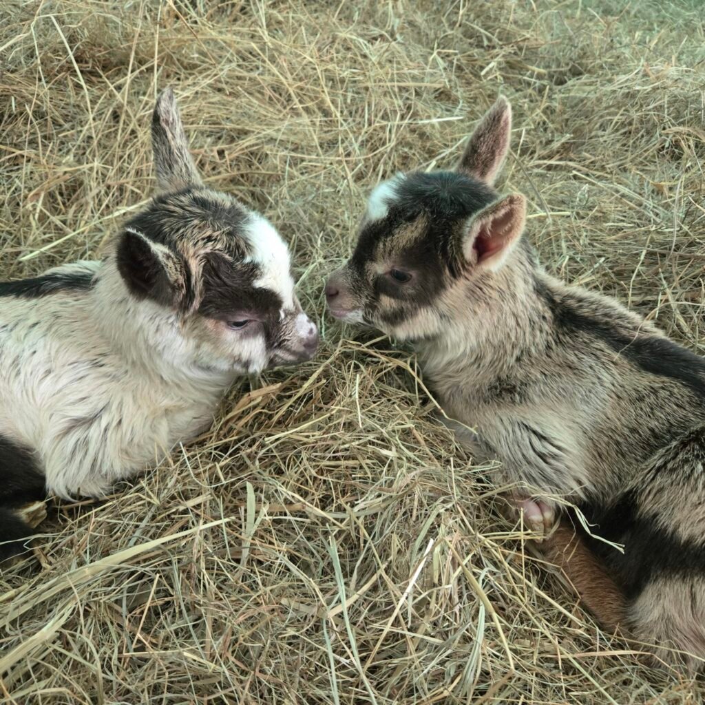 Two Alpine goat kids resting in the hay
