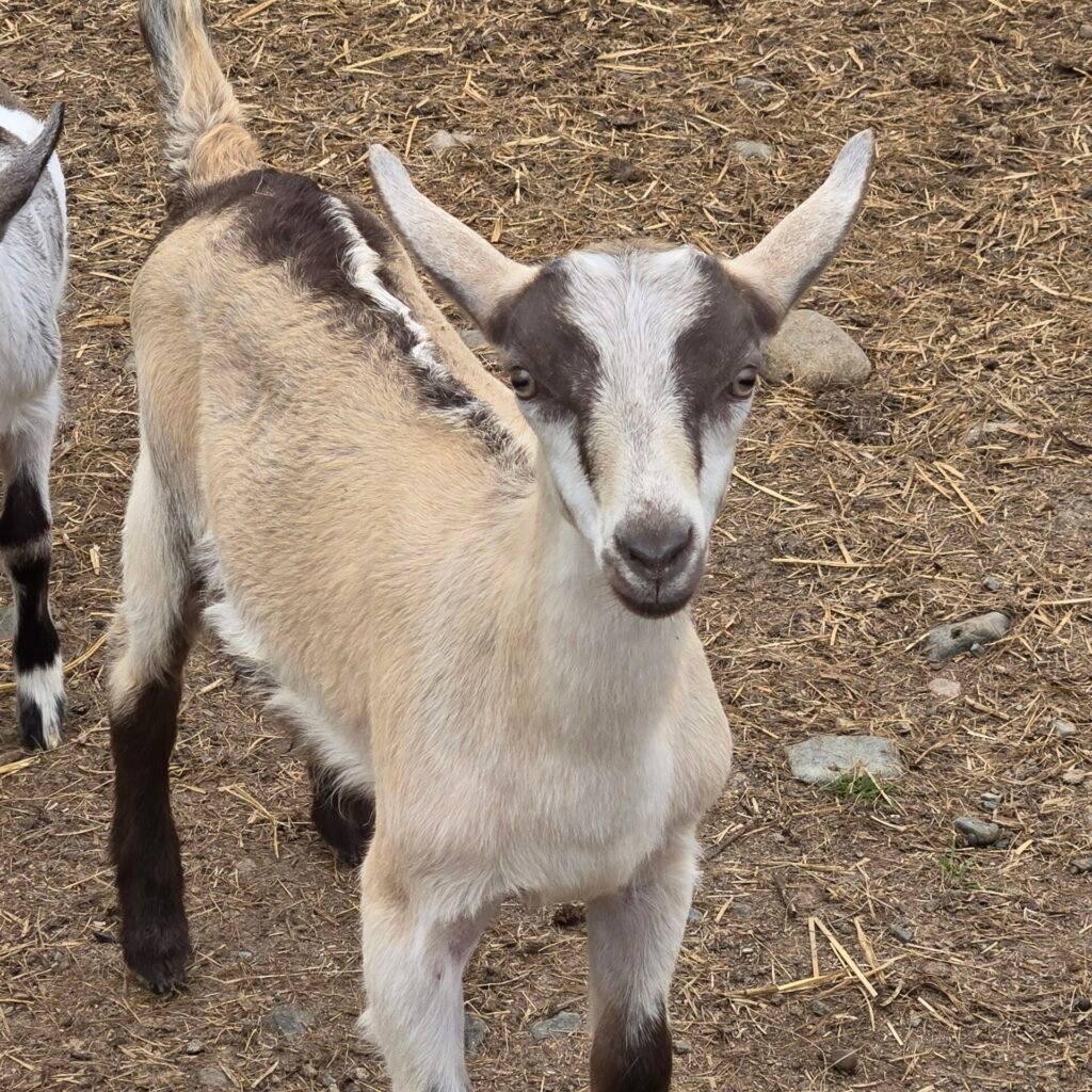 Young Alpine goat standing in the barnyard