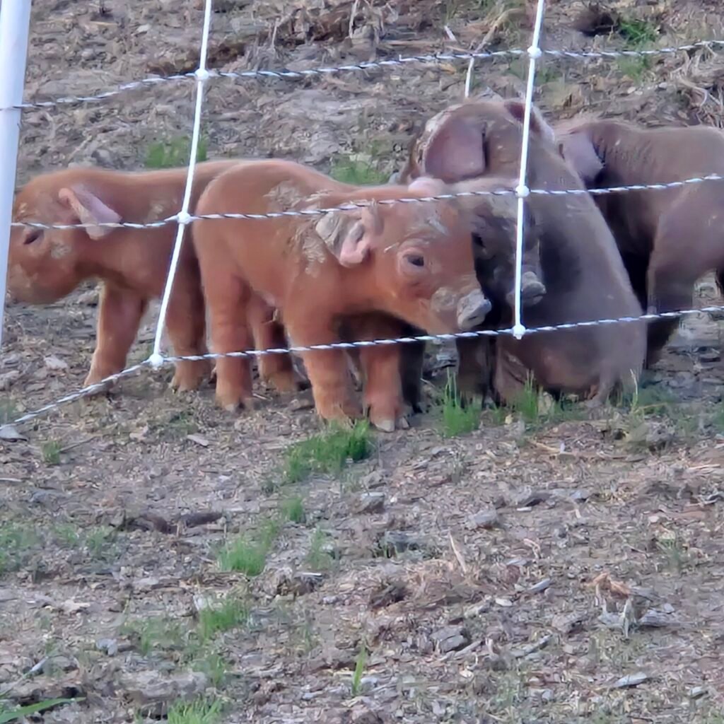 Berkshire and Duroc piglets behind the fence on pasture