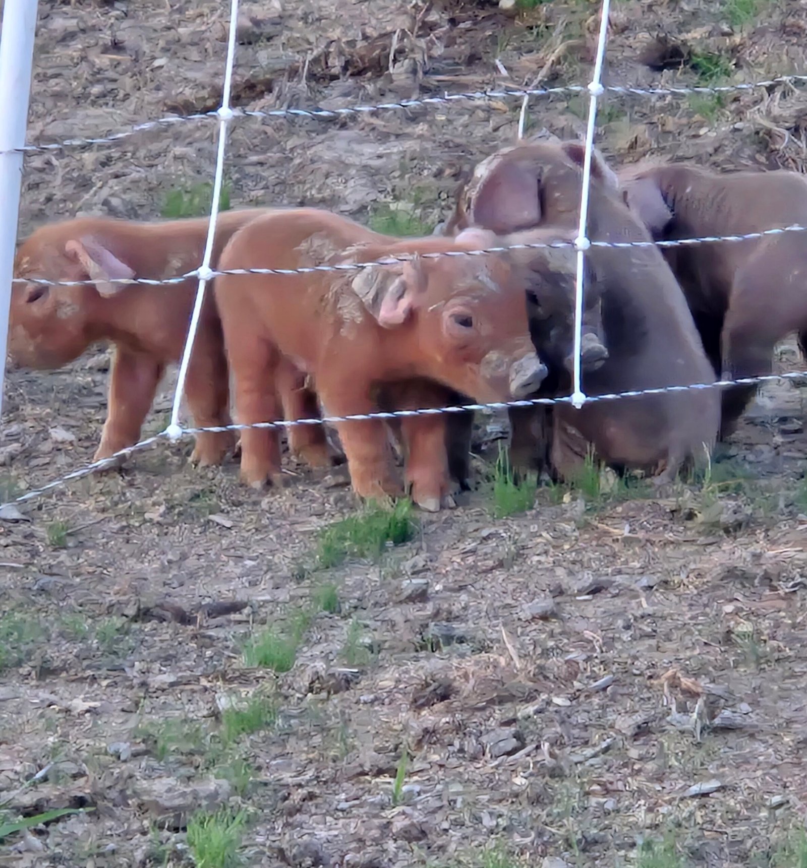 Berkshire and Duroc piglets behind the fence on pasture