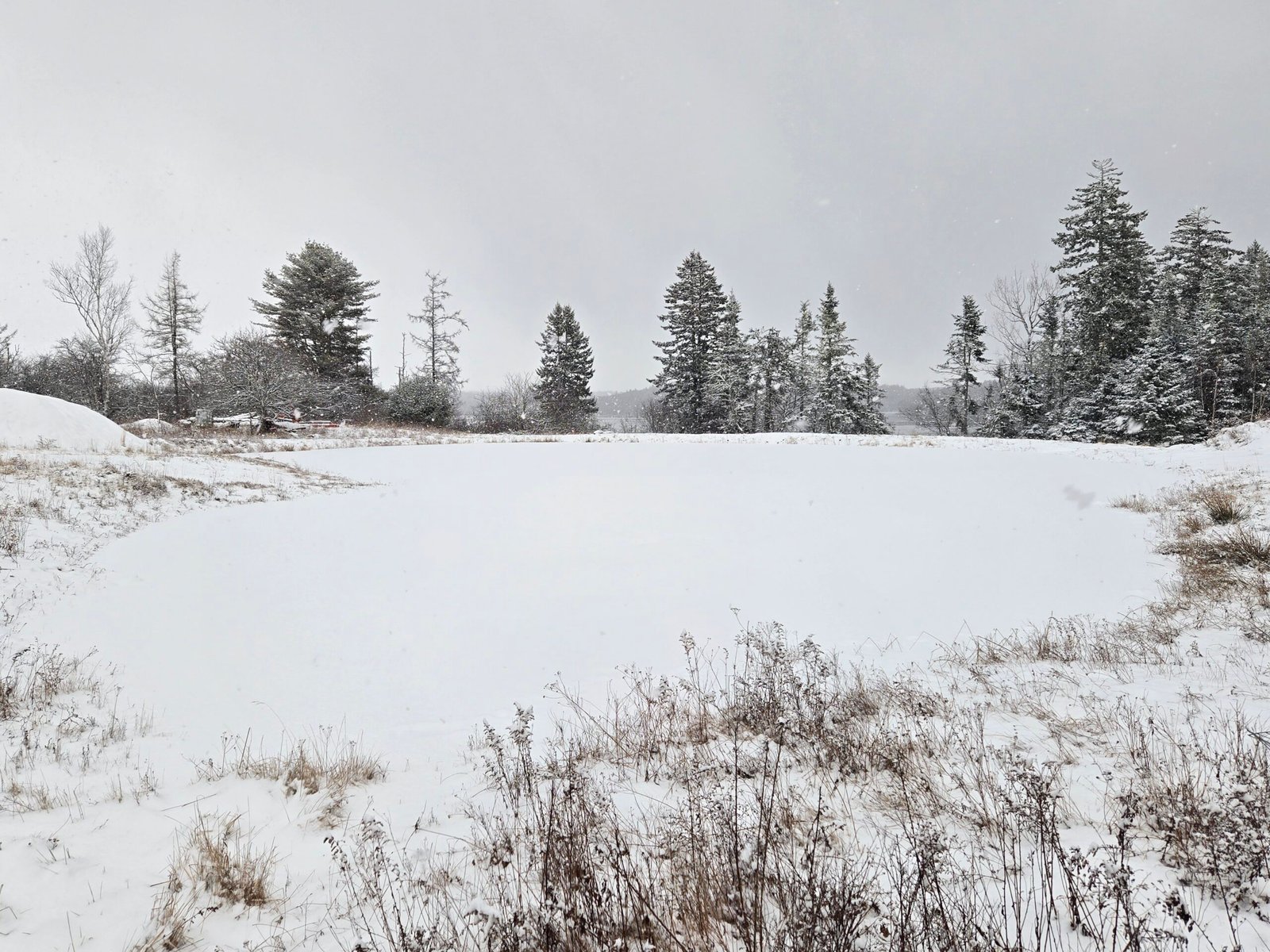 Snow-covered pasture and spruce treeline in winter