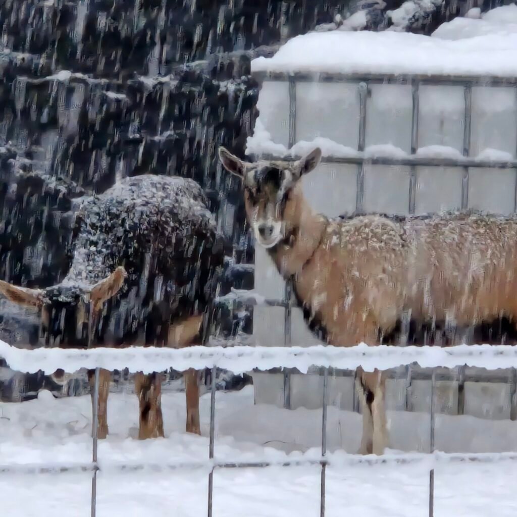 Alpine goats standing in falling snow by their pen