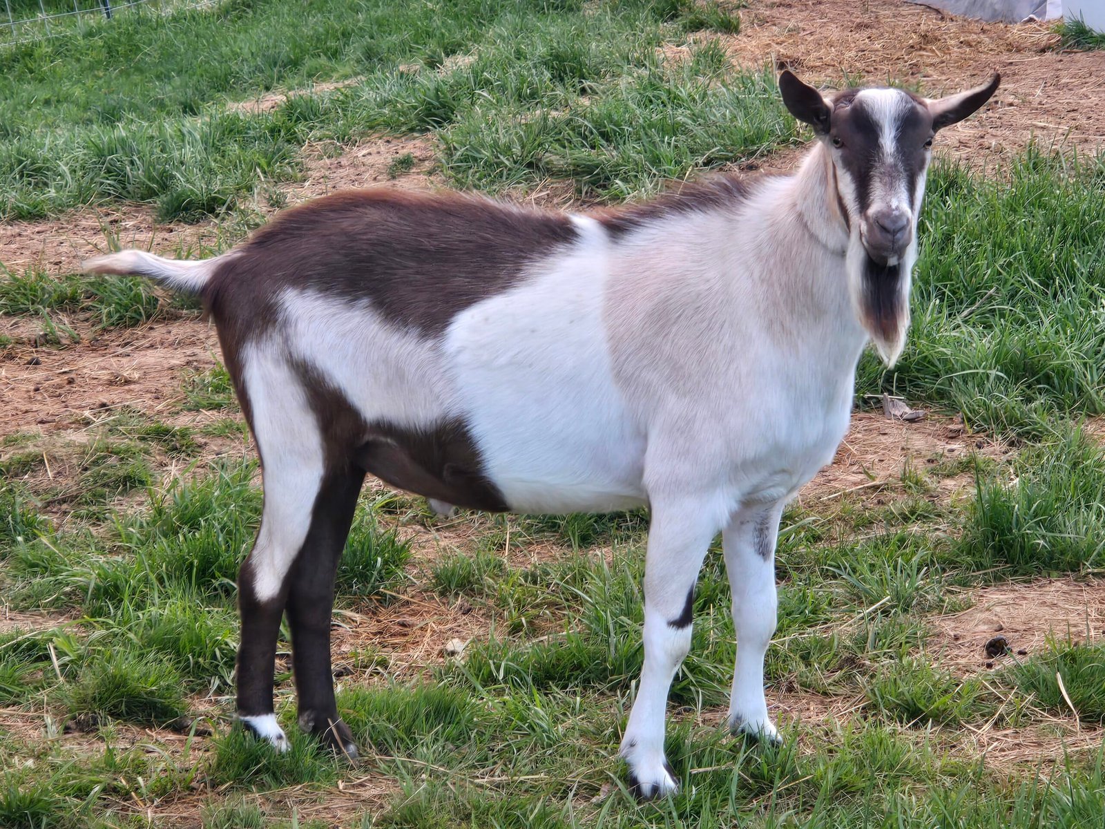 Alpine dairy goat standing on green pasture