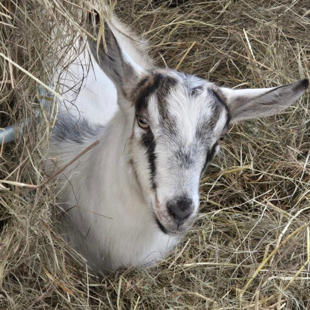 Alpine dairy goat lying in the hay